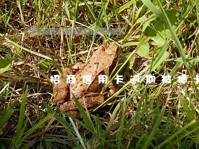 招商信用卡逾期被停卡不能用了 招商信用卡逾期被停卡不能用了