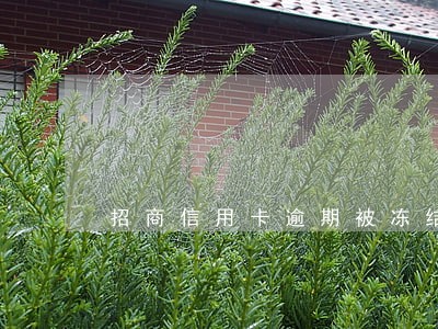 招商信用卡逾期被冻结6 招商信用卡逾期被冻结6