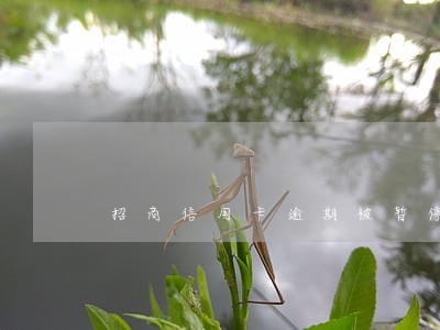 招商信用卡逾期被暂停使用