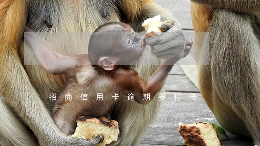 招商信用卡逾期要停卡 招商信用卡逾期要停卡