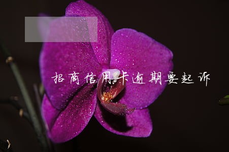 招商信用卡逾期要起诉 招商信用卡逾期要起诉