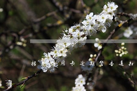 招商信用卡逾期警告通知函 招商信用卡逾期警告通知函