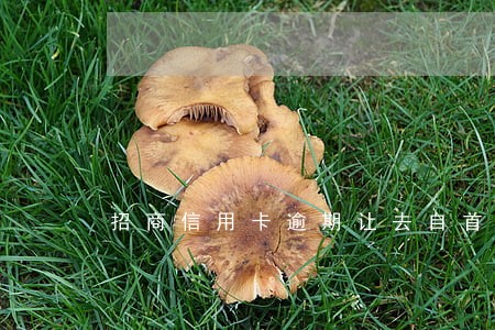 招商信用卡逾期让去自首