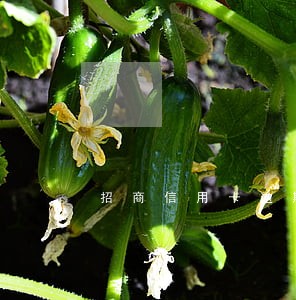 招商信用卡逾期让我回电