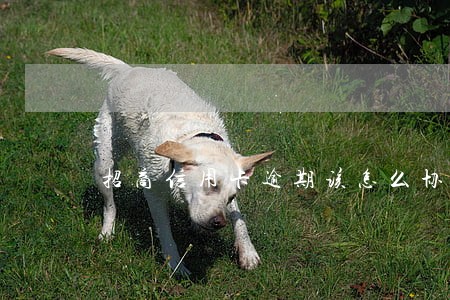 招商信用卡逾期该怎么协商 招商信用卡逾期该怎么协商