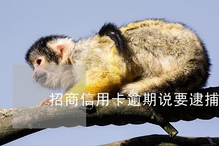招商信用卡逾期说要逮捕我 招商信用卡逾期说要逮捕我