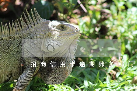 招商信用卡逾期账务部门