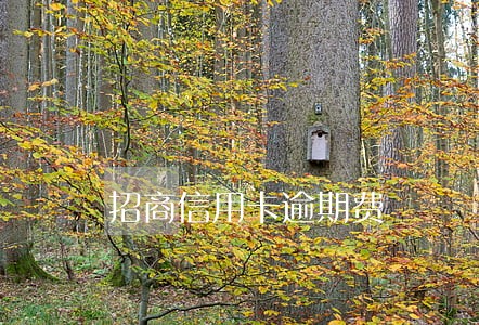 招商信用卡逾期费