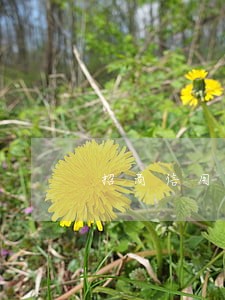 招商信用卡逾期转停卡审核部 招商信用卡逾期转停卡审核部