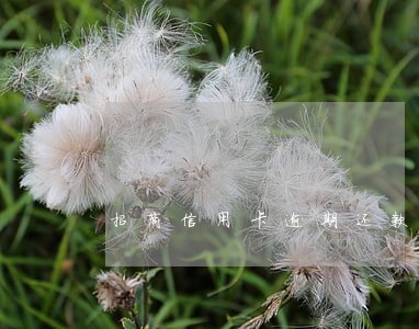 招商信用卡逾期还款多久会入账