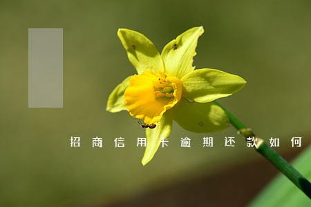 招商信用卡逾期还款如何减免 招商信用卡逾期还款如何减免