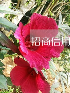 招商信用卡逾期还清后能提额吗