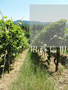 招商信用卡逾期还能办吗 招商信用卡逾期还能办吗
