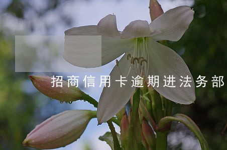 招商信用卡逾期进法务部了咋办