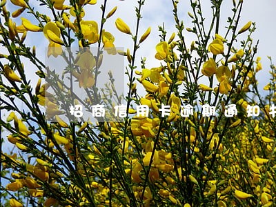 招商信用卡逾期通知书 招商信用卡逾期通知书