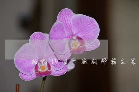 招商信用卡逾期邮箱立案通告 招商信用卡逾期邮箱立案通告