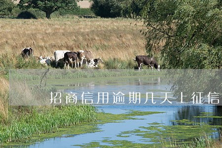 招商信用逾期几天上征信 招商信用逾期几天上征信