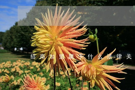 招商加盟属于什么法律关系 招商加盟属于什么法律关系