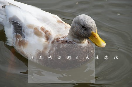 招商卡逾期5天被冻结 招商卡逾期5天被冻结