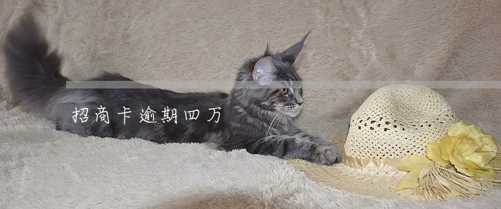 招商卡逾期四万