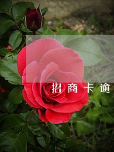 招商卡逾期四个月还款1000 招商卡逾期四个月还款1000
