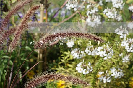 招商和浦发信用卡逾期 招商和浦发信用卡逾期