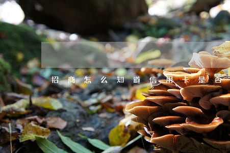 招商怎么知道信用卡是否逾期