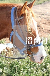 招商打电话说信用卡逾期