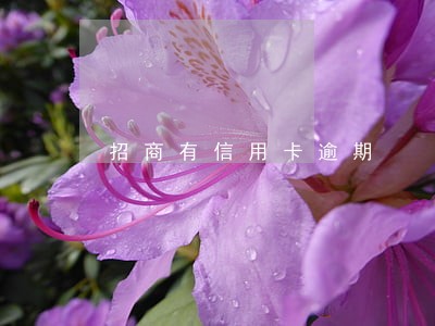 招商有信用卡逾期 招商有信用卡逾期
