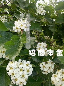 招商本金5万7逾期一年 招商本金5万7逾期一年