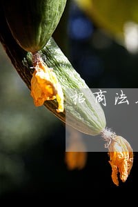 招商法务诉讼 招商法务诉讼