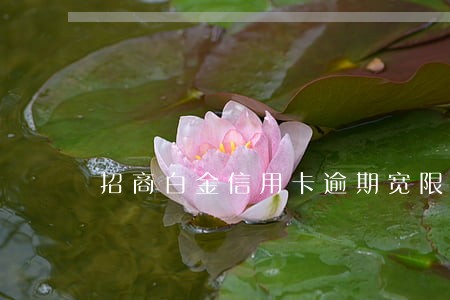 招商白金信用卡逾期宽限