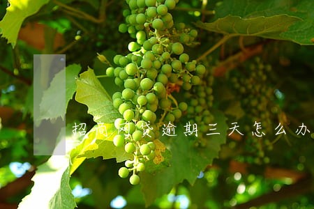 招商网贷逾期三天怎么办 招商网贷逾期三天怎么办