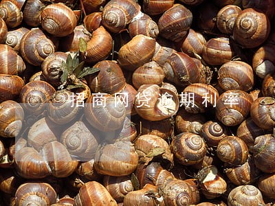 招商网贷逾期利率 招商网贷逾期利率