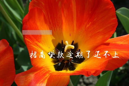 招商贷款逾期了还不上 招商贷款逾期了还不上