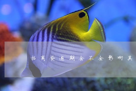 招商贷逾期会不会影响其它信用卡