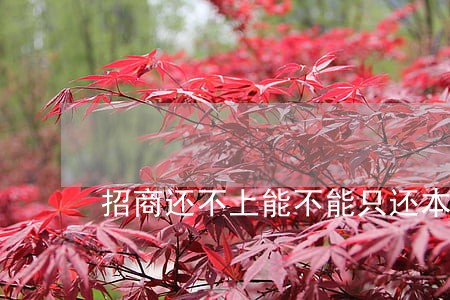 招商还不上能不能只还本金 招商还不上能不能只还本金