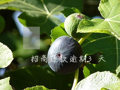 招商还款逾期3天 招商还款逾期3天
