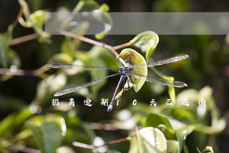 招商逾期10天已还清 招商逾期10天已还清
