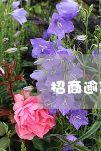 招商逾期10天怎么处理 招商逾期10天怎么处理