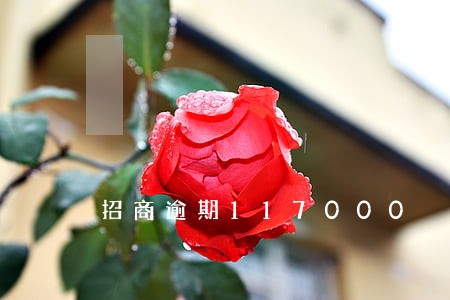 招商逾期117000