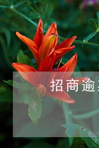 招商逾期16万怎么办 招商逾期16万怎么办