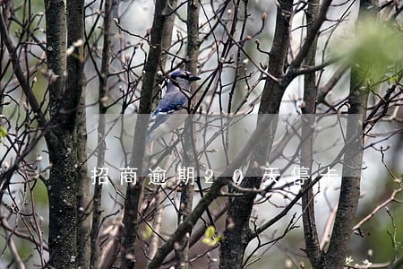 招商逾期20天停卡