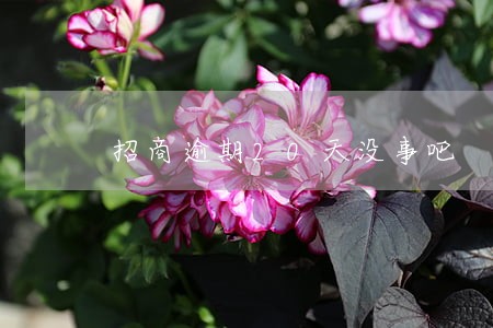 招商逾期20天没事吧 招商逾期20天没事吧