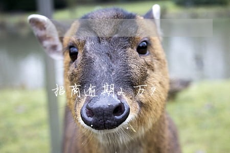 招商逾期2万9 招商逾期2万9