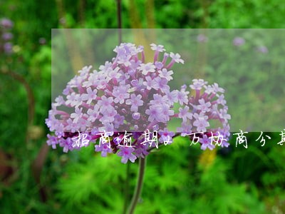 招商逾期2万协商分期两年 招商逾期2万协商分期两年