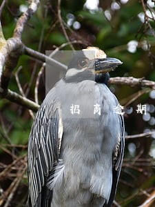 招商逾期2个多月