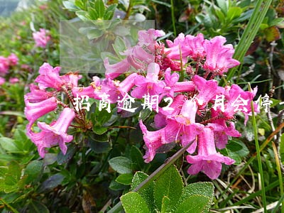 招商逾期2个月会停卡 招商逾期2个月会停卡