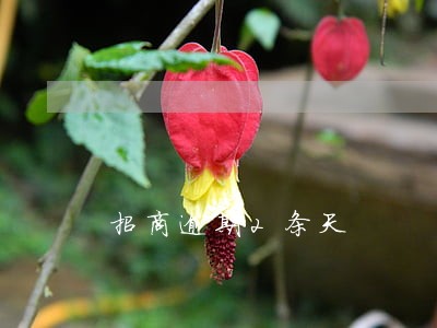 招商逾期2条天 招商逾期2条天