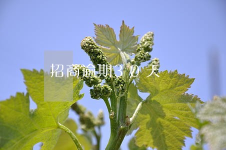 招商逾期30天 招商逾期30天